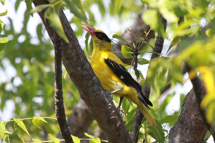 �R�E���C�E�O�C�X