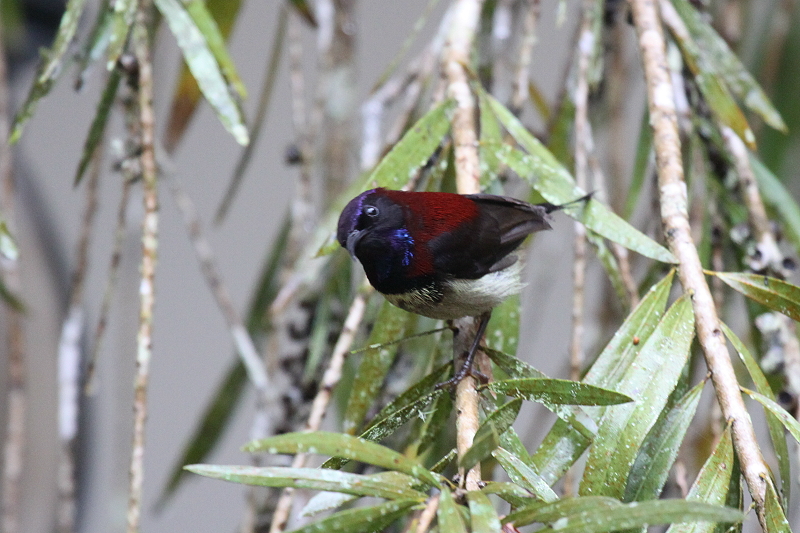 ���i�O���^�C���E�`���E