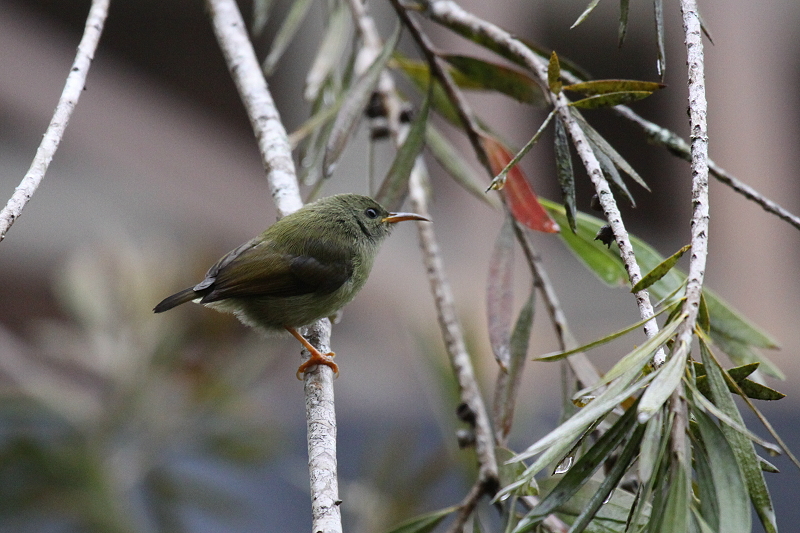 ���i�O���^�C���E�`���E