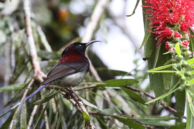 ���i�O���^�C���E�`���E