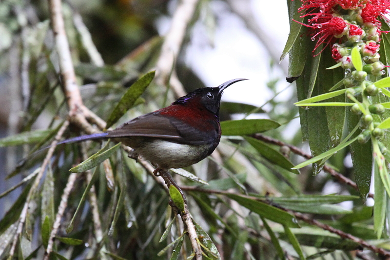 ���i�O���^�C���E�`���E