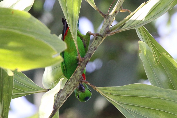 �T�g�E�`���E