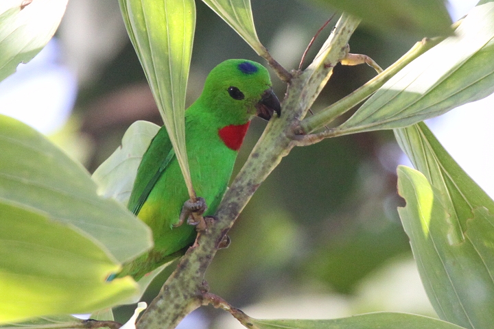 �T�g�E�`���E