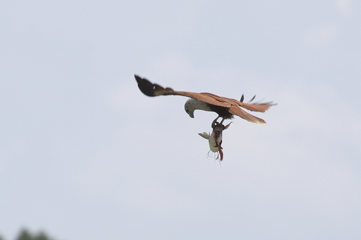 �V���K�V���g�r