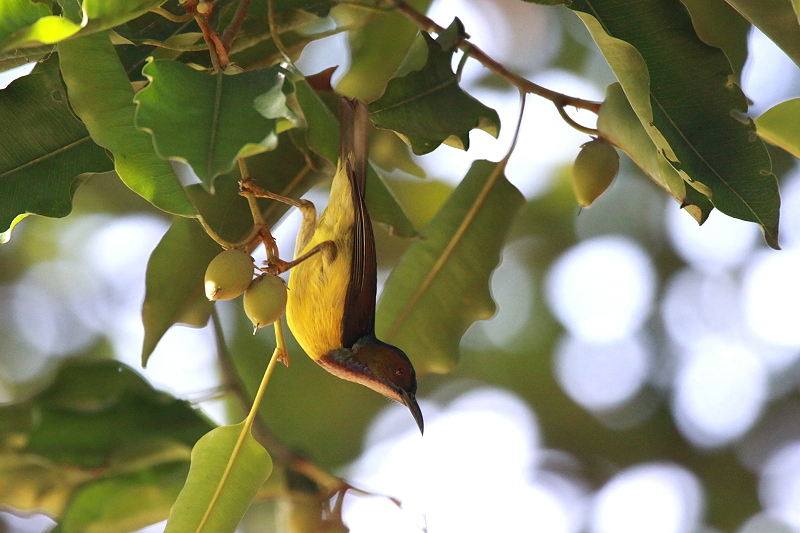 �`���m�h�R�o�V�^�C���E�`���E