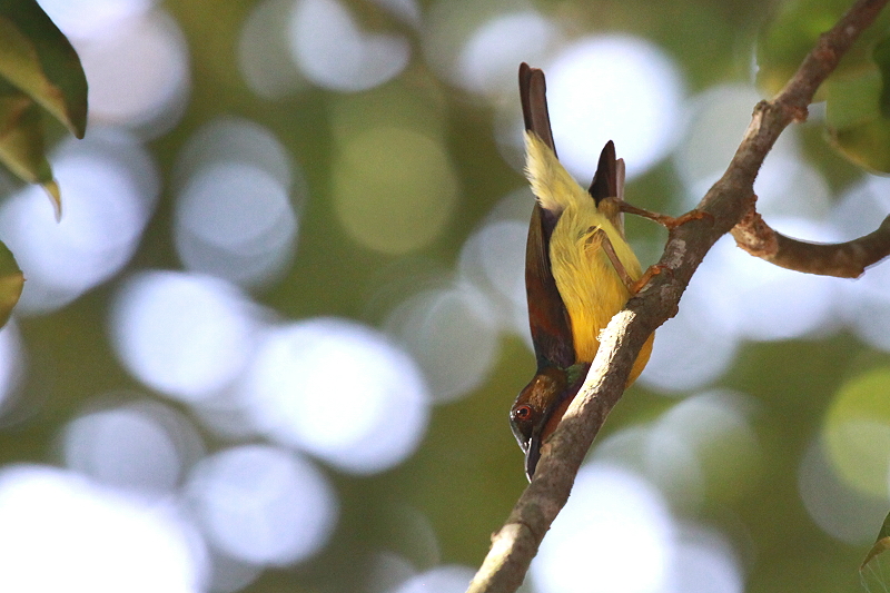 �`���m�h�R�o�V�^�C���E�`���E