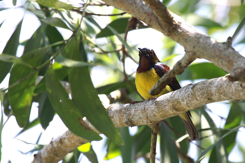 �`���m�h�R�o�V�^�C���E�`���E