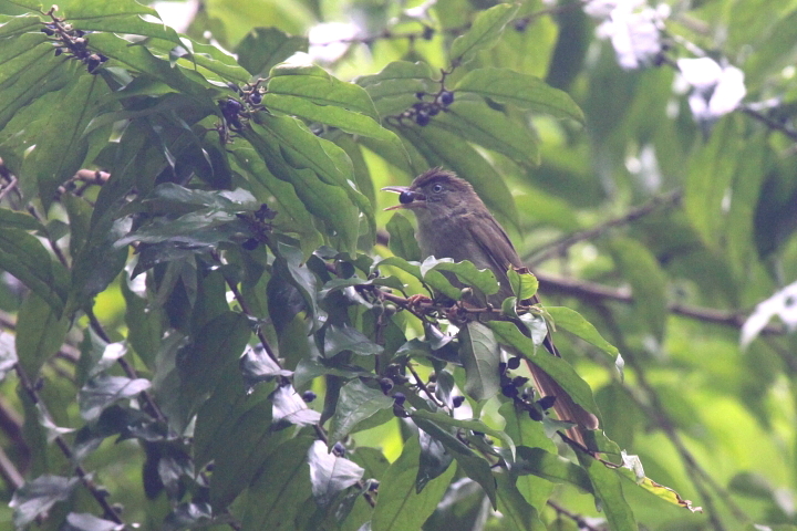 �J�������I���[�u�q��