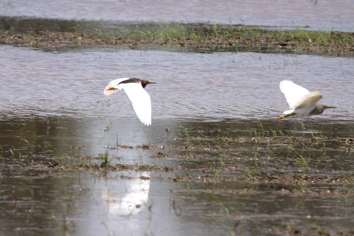 �A�J�K�V���T�M