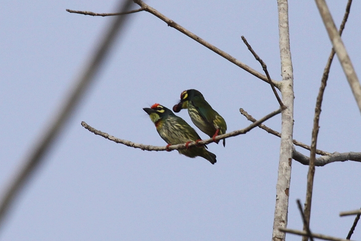 ���l�A�J�S�V�L�h��