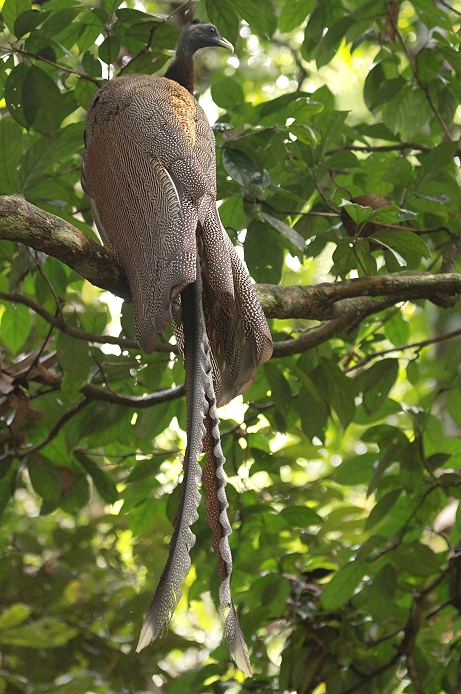 �Z�C����