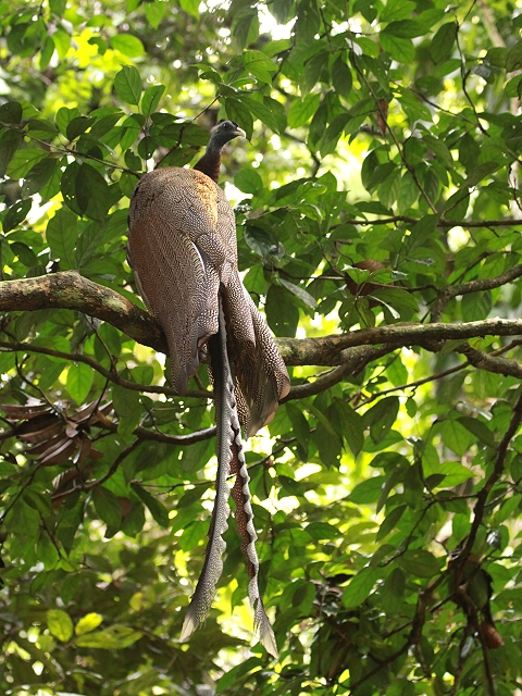 �Z�C����