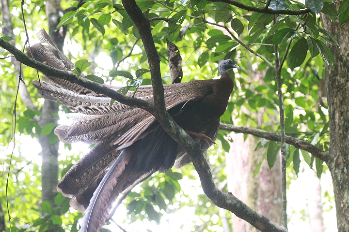 �Z�C����