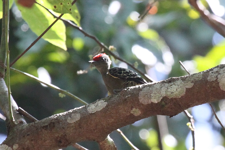 �J�������R�Q��