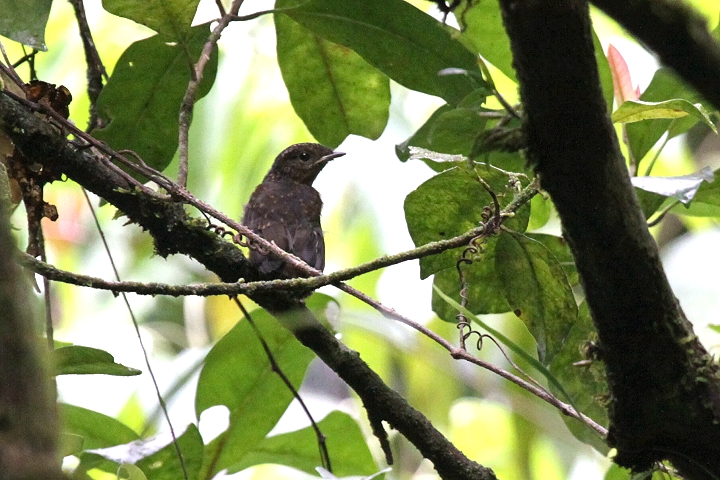 �I�I�A�I�q�^�L�̗c��