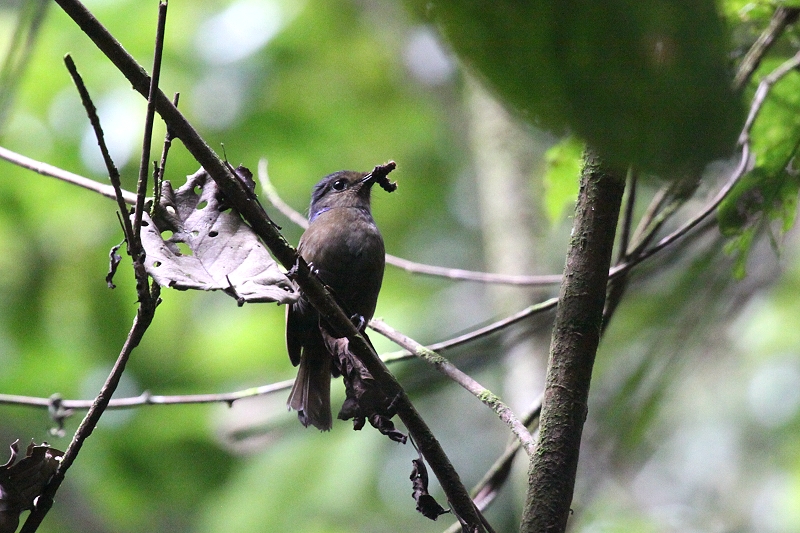 �I�I�A�I�q�^�L�̃��X