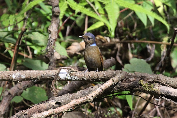 �I�I�A�I�q�^�L�̃��X