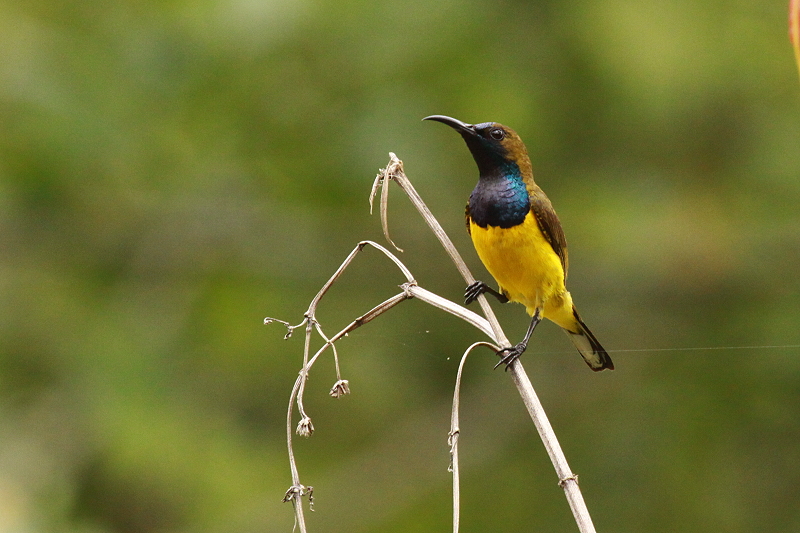 �L�o���^�C���E�`���E