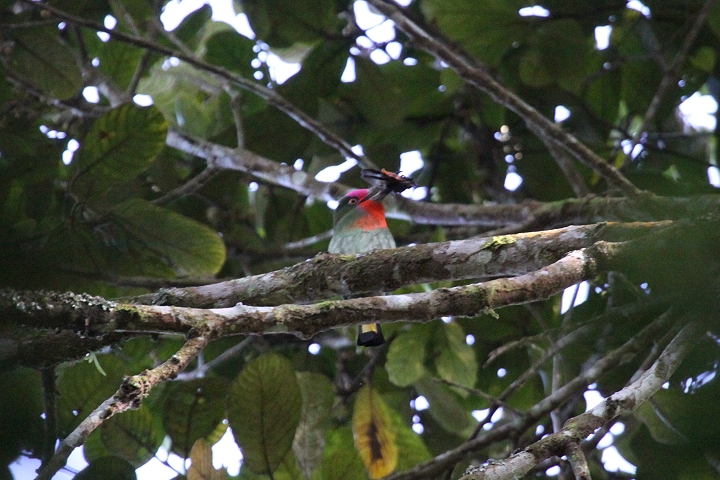 ���l�A�J�n�`�N�C