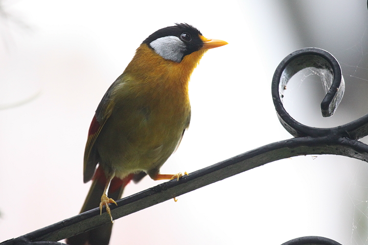 �S�V�L�\�E�V�`���E