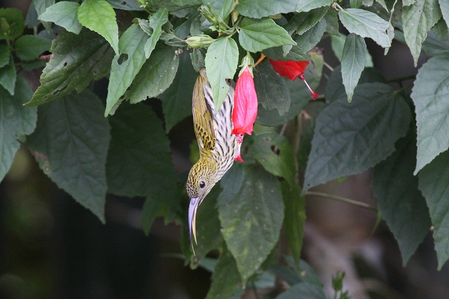 �^�e�W�}�N���J���h��