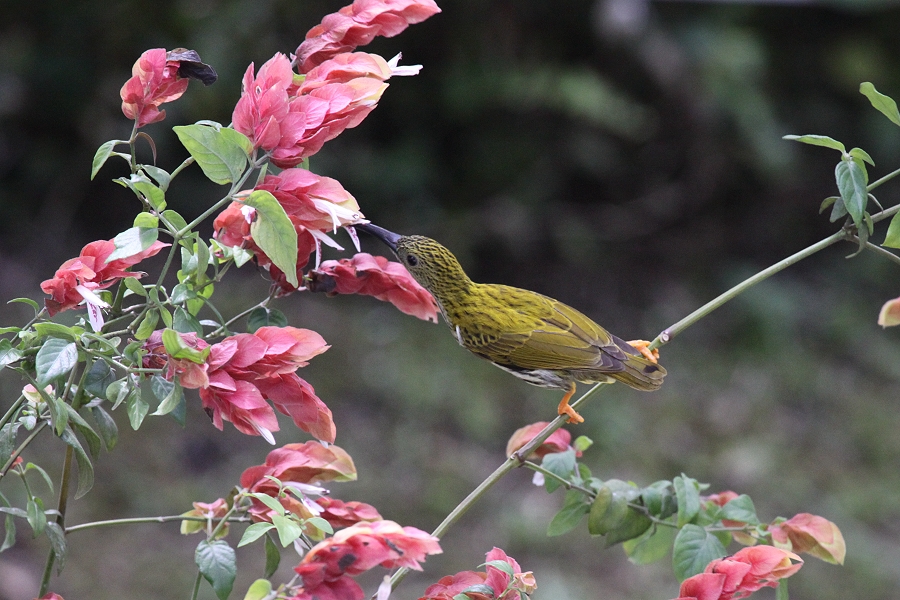 �^�e�W�}�N���J���h��