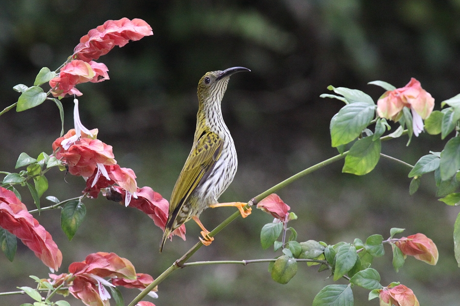 �^�e�W�}�N���J���h��