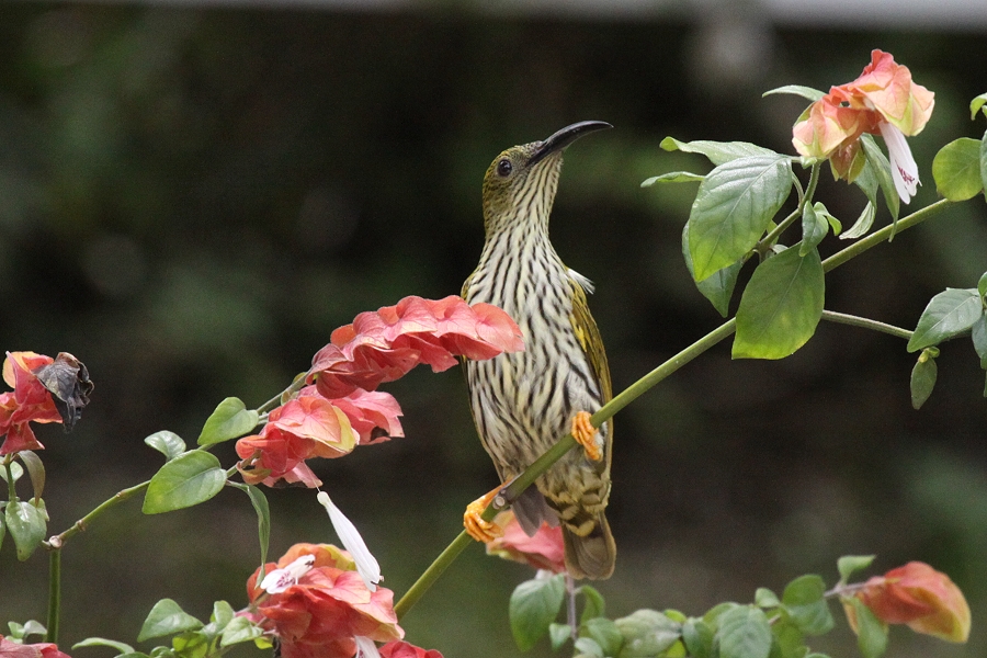 �^�e�W�}�N���J���h��