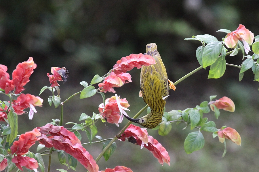 �^�e�W�}�N���J���h��