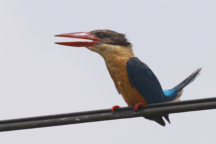 �R�E�n�V�V���E�r��