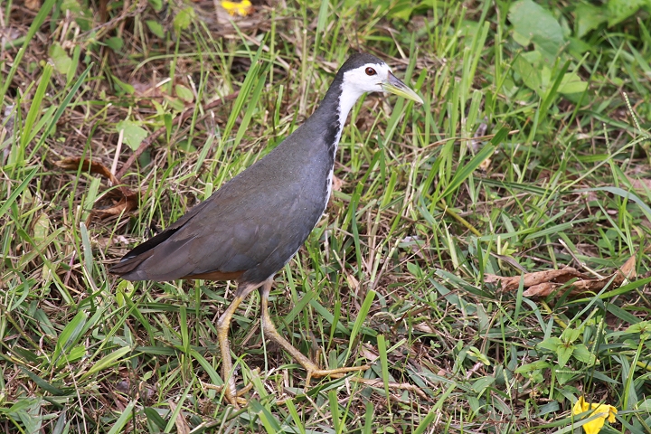 �V���n���N�C�i