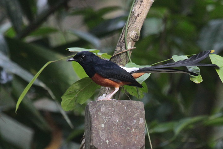 �A�J�n���V�L�`���E�̃I�X