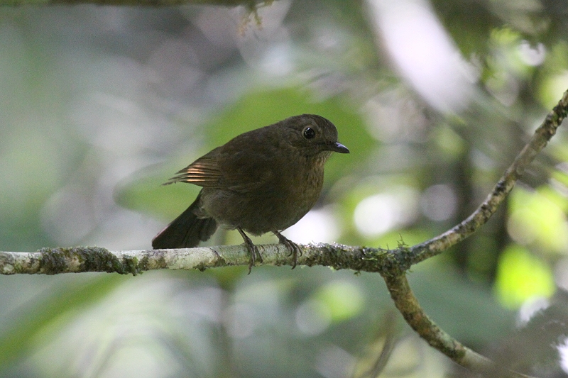 �R���q�^�L�̃��X