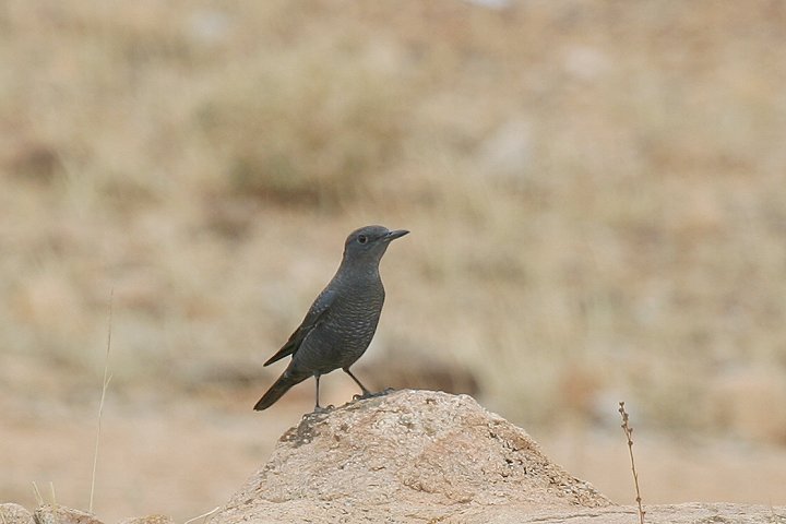 �C�\�q���h��