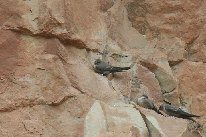 �`���C���c�o��