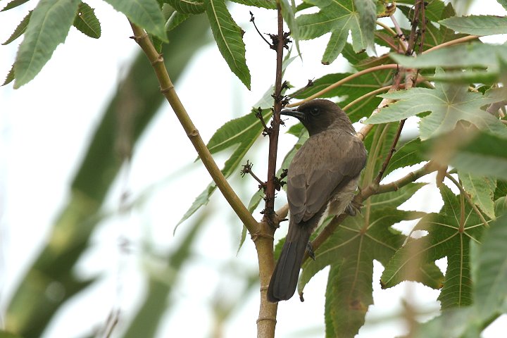 �A�t���J�q�����h���̊��