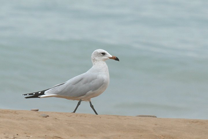 �A�J�n�V�J����