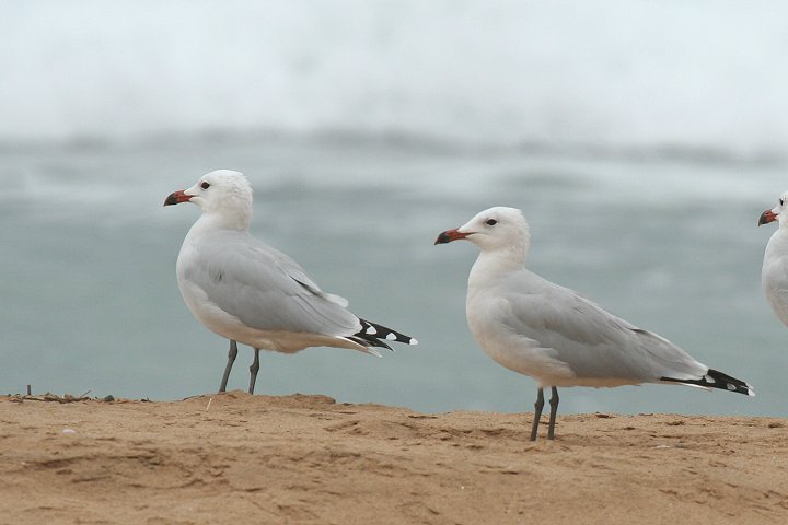 �A�J�n�V�J����