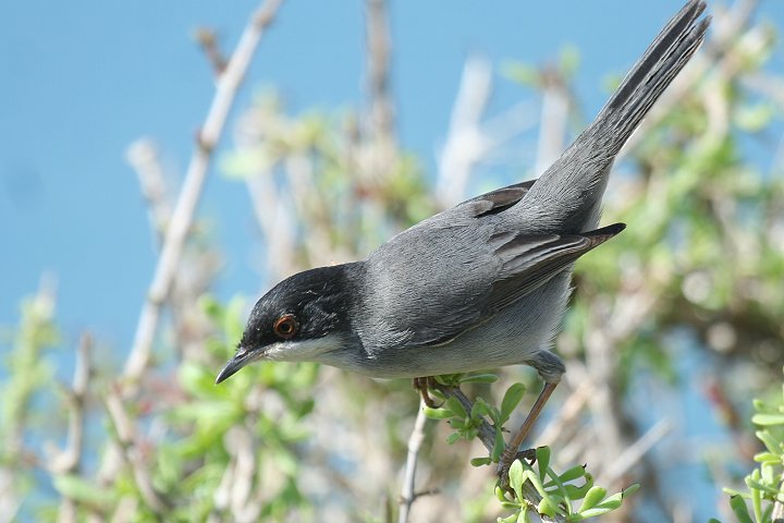 �N���K�V�����V�N�C�̃I�X