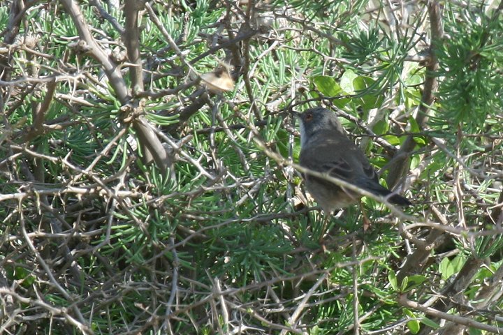 �N���K�V�����V�N�C�̃��X