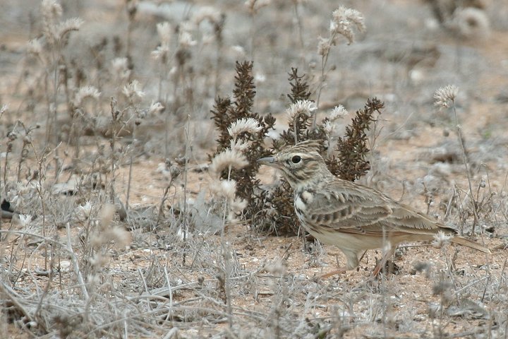 �R�o�V�J�������q�o��