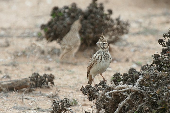 �R�o�V�J�������q�o��