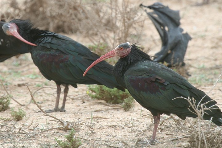 �z�I�A�J�g�L