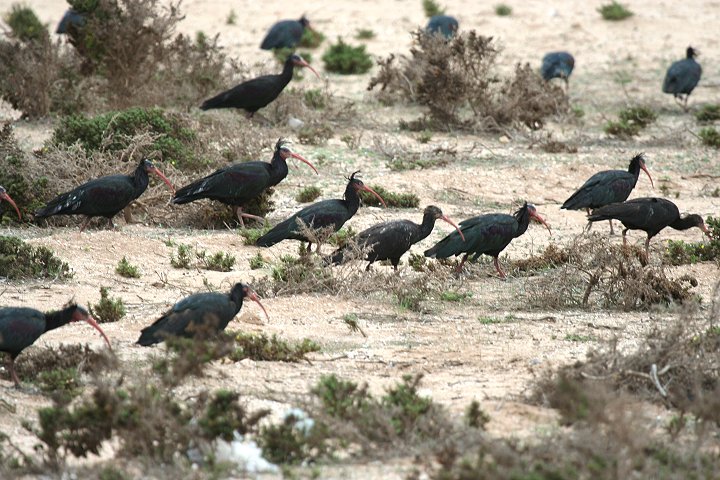 �z�I�A�J�g�L�̌Q