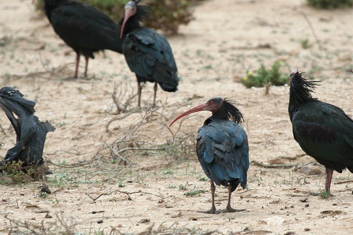 �z�I�A�J�g�L