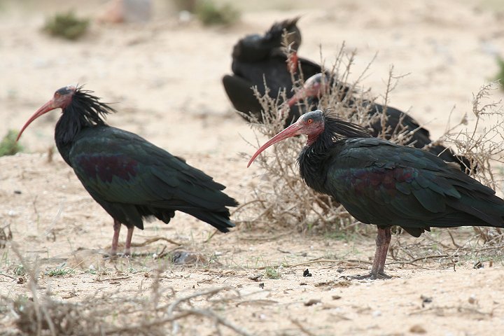 �z�I�A�J�g�L