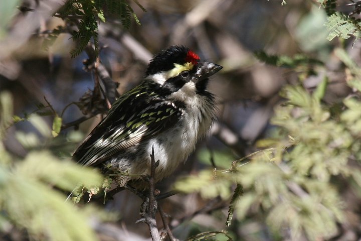 �V���}���R�S�V�L�h��