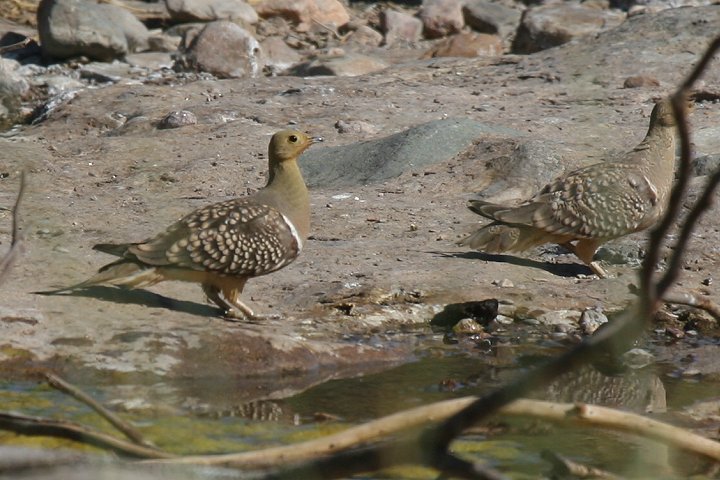 �N�����l�T�P�C