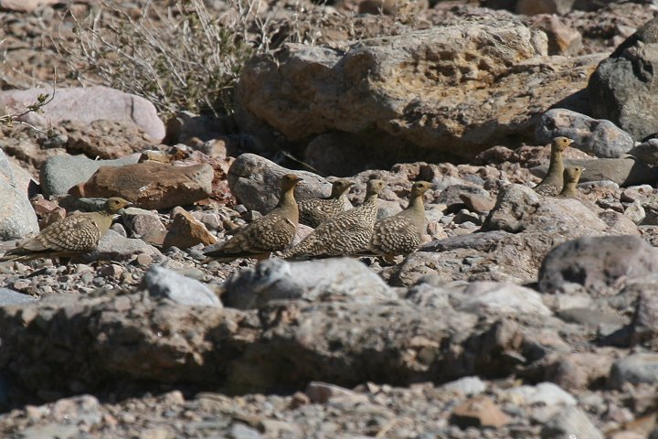 �N�����l�T�P�C