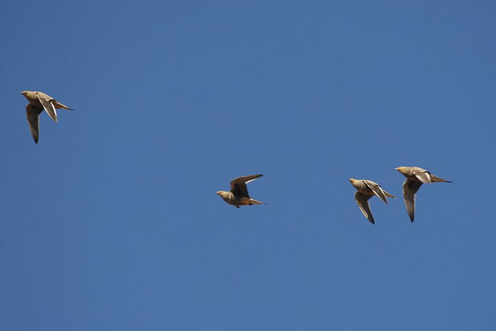 �N�����l�T�P�C